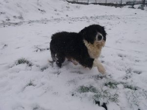 residencia canina7